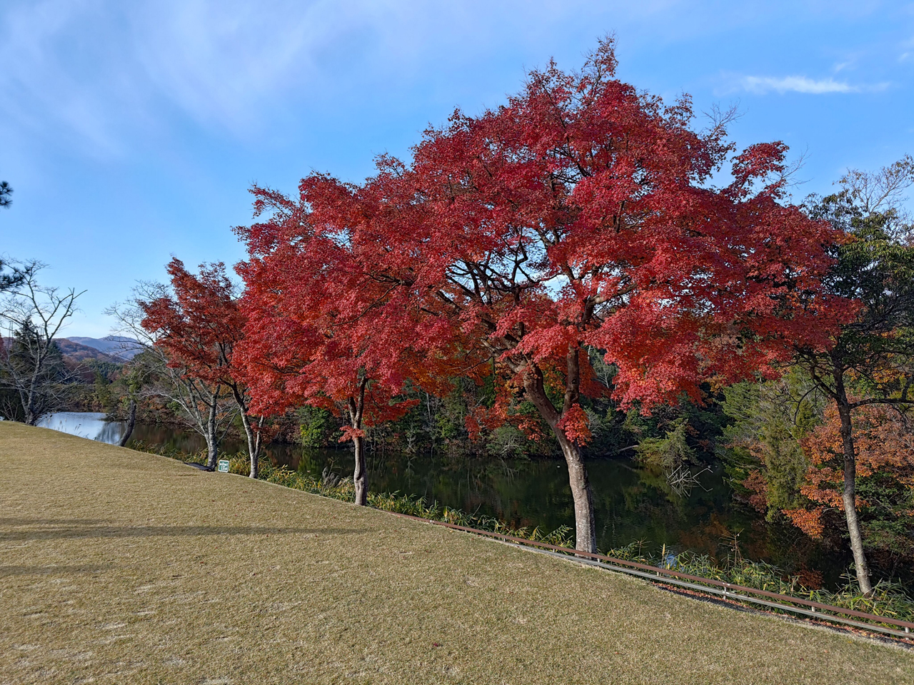 赤坂レイクサイドカントリークラブ紅葉